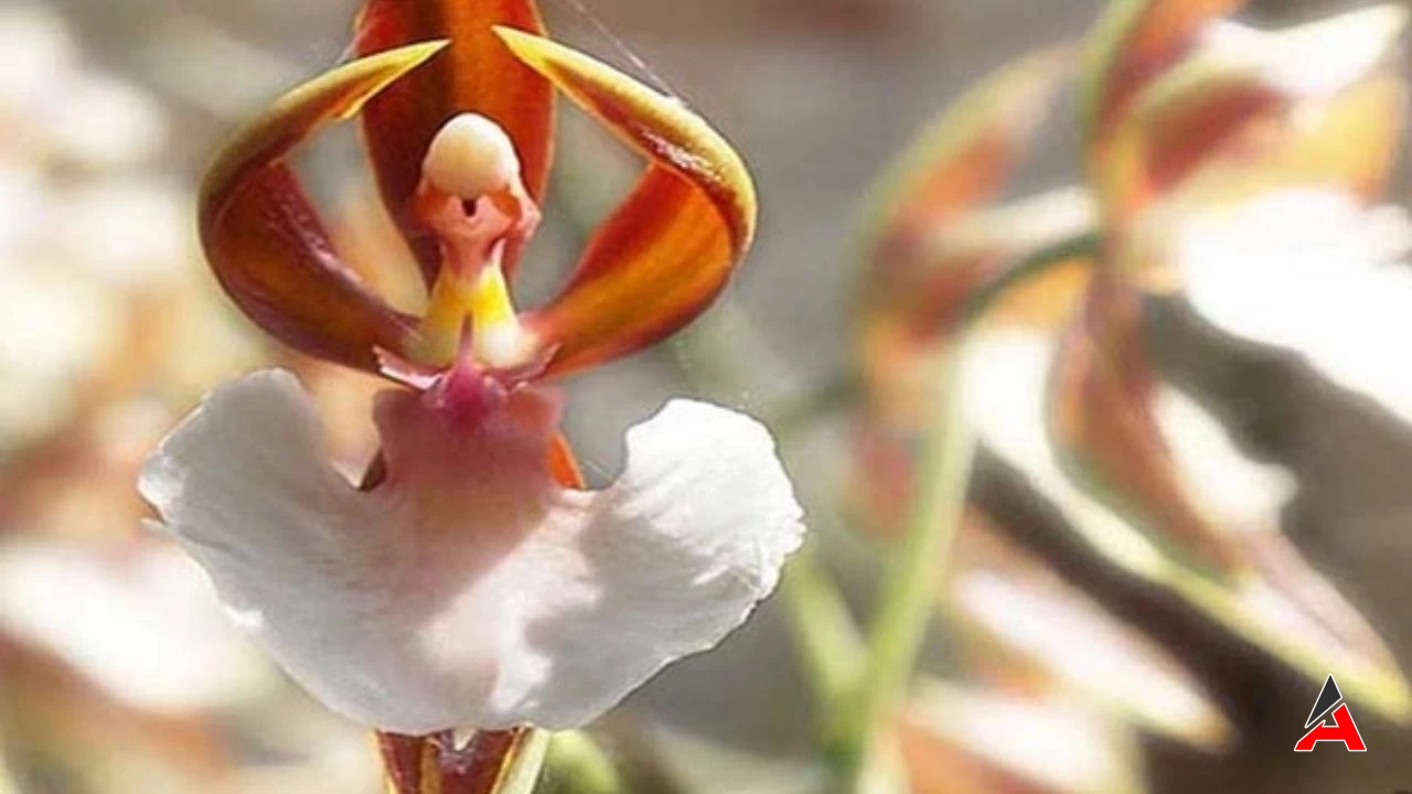 Avustralya Balerin Orkidesi