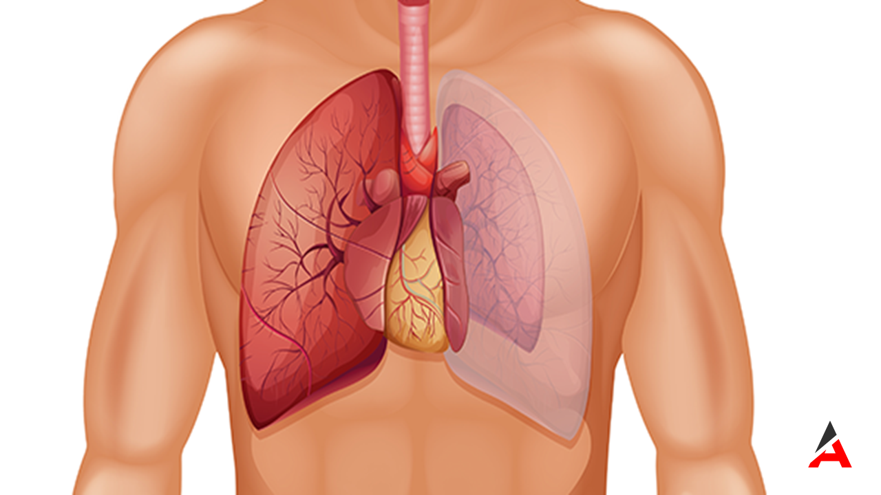 Akciğer Sönmesi Alarmı Pnömotoraks Ve Atelektazi Nedir