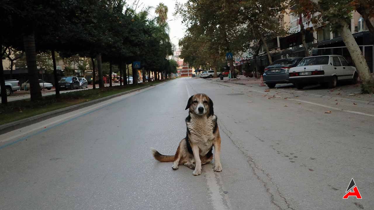 Sokak Hayvanlarının Uyutulması