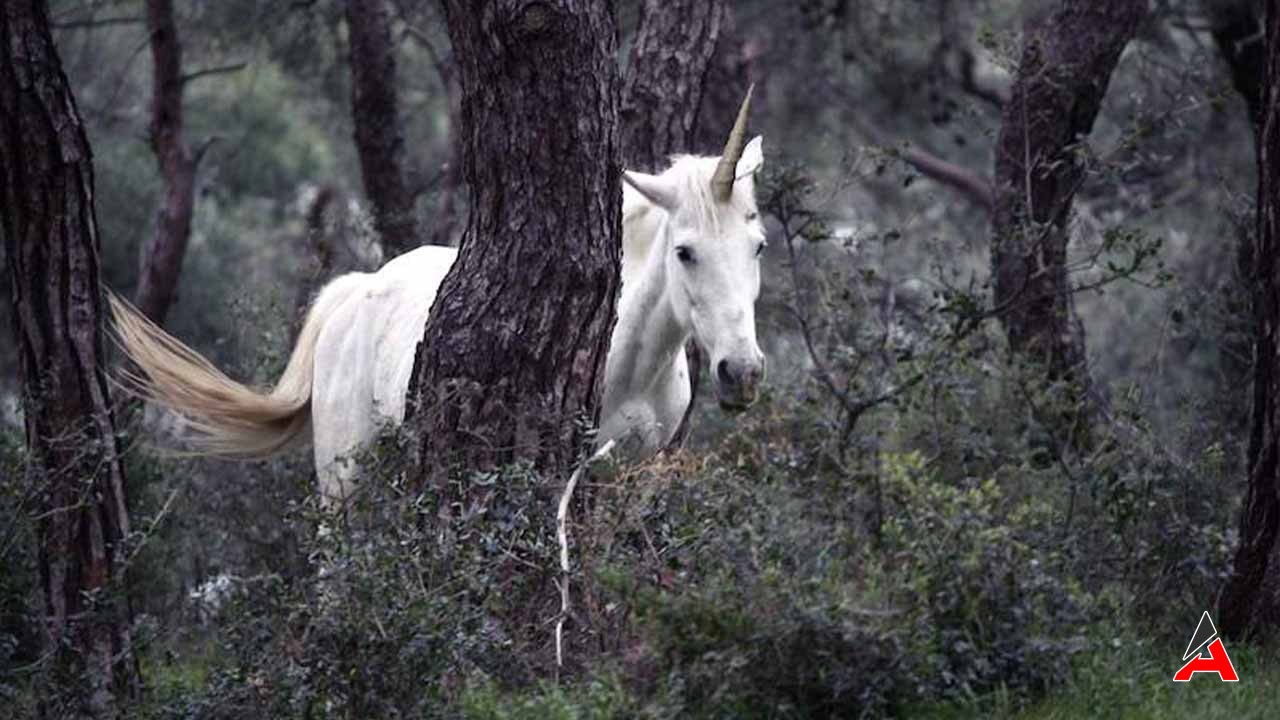 Unicorn Gerçek Mi 2