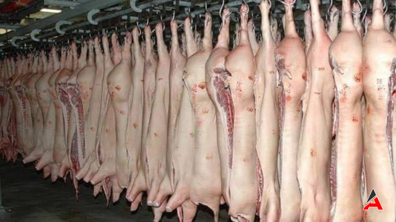 İstanbul Hacımaşlı Köyündeki Domuz Çiftliği İddiası! Türkiye’de Domuz Eti mi Üretiliyor?