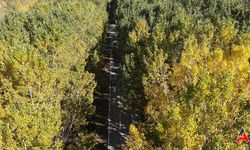 Tokat'ın Ağaç Tüneli Sonbaharda Güzelliğiyle Mest Ediyor