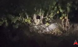 Karabük'te Göz Kamaştıran Doğa Olayı: Ağaçta İncir Yiyen Ayılar!