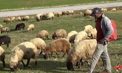 Çobanlık Mesleğine Sigorta Güvencesi: Muş'ta Tarihi Karar