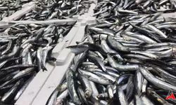 20 Ton Hamsi Ele Geçirildi: 17 Balıkçıya 439 Bin TL Ceza Kesildi!