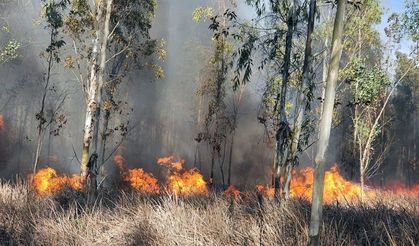 Mersin'de Orman Yangını!