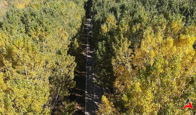 Tokat'ın Ağaç Tüneli Sonbaharda Güzelliğiyle Mest Ediyor