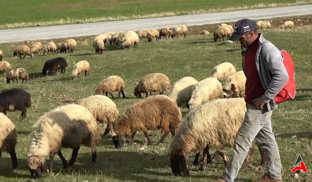Çobanlık Mesleğine Sigorta Güvencesi: Muş'ta Tarihi Karar