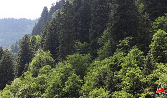Orman Sınırları Değişiyor: 11 İlde Büyük Çevre Hamlesi!