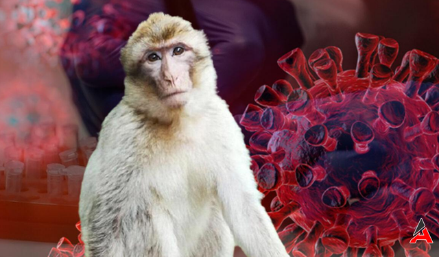 Sağlık Krizi Uyarısı: Hong Kong'da "Monkey B" Virüsü Tespit Edildi!