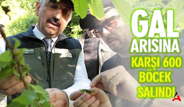 Zonguldak'ta Biyolojik Savaş: 600 Yırtıcı Böcek Doğaya Salındı!