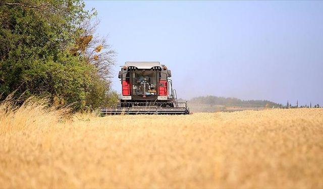 Buğday Üretiminde Rekor Beklentisi: 20,5 Milyon Ton!