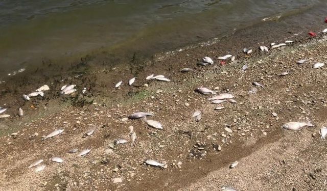 Boğazköy Baraj Gölünde Balıklar Neden Ölüyor? Sebebi Nedir?