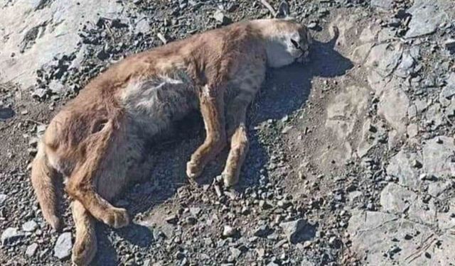 Kavaklıdere'de Doğanın Gizemli Kedisi Karakulak Hayatını Kaybetti!