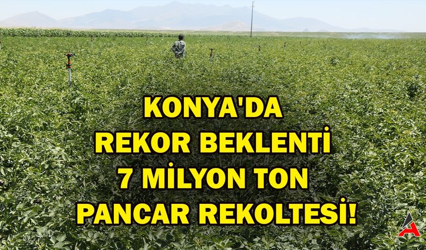 Konya'da Rekor Beklenti: 7 Milyon Ton Pancar Rekoltesi!