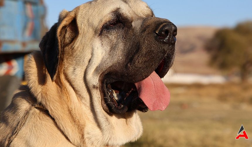 Malaklı Köpeği: Türkiye'nin Özgün Mirası, Dünya Çapında İlgi Görüyor