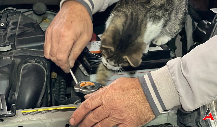 Otomobil Tamircisi Meraklı Kedi