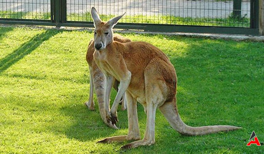 Kanguruların Kuyrukları Neden Uzundur? Ne İşe Yarar 2024