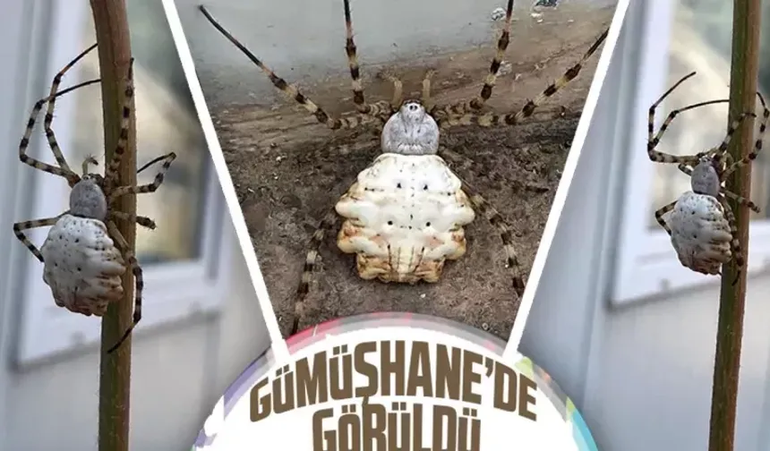 Dünya'nın En Zehirli Örümceklerinden "Argiope Lobata" O İlimizde Ortaya Çıktı